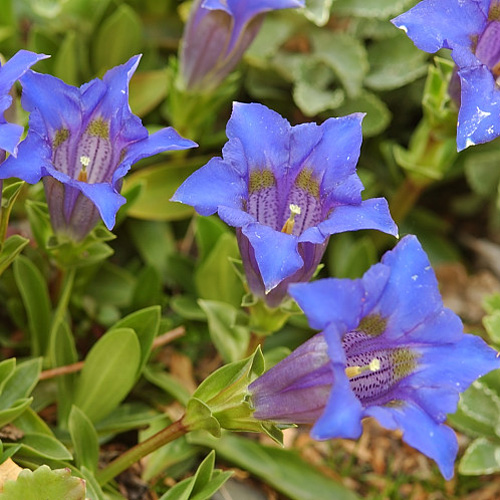 GENTIANA acaulis GENTIANA acaulis