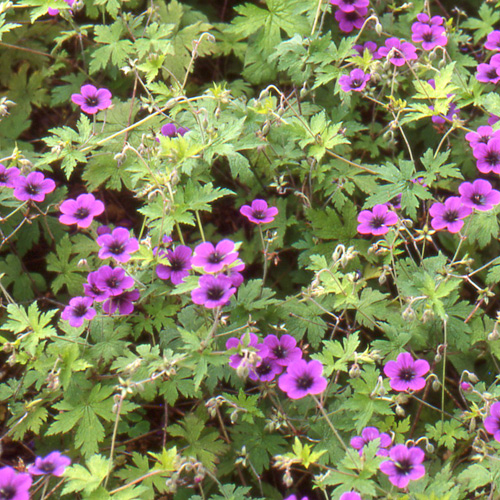 GERANIUM 'Ann Folkard' GERANIUM 'Ann Folkard'