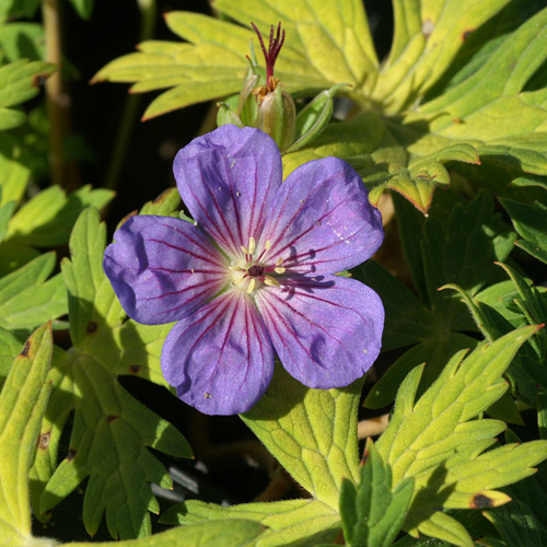 GERANIUM 'Blue Sunrise' GERANIUM 'Blue Sunrise'