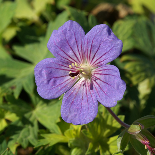 GERANIUM 'Blue Sunrise' GERANIUM 'Blue Sunrise'