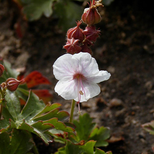 GERANIUM cantabrigiense 'Biokovo' GERANIUM cantabrigiense 'Biokovo'