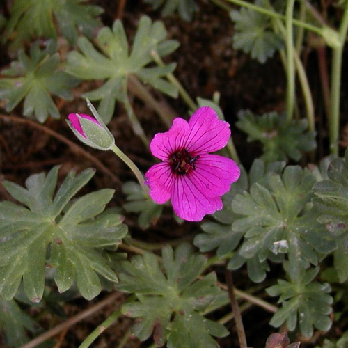 GERANIUM cinereum 'Giuseppii' GERANIUM cinereum 'Giuseppii'