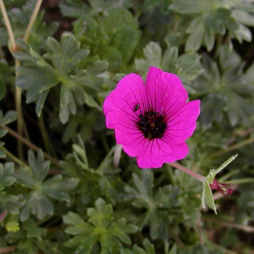 GERANIUM cinereum 'Splendens' GERANIUM cinereum 'Splendens'