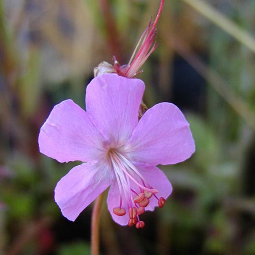 GERANIUM dalmaticum GERANIUM dalmaticum