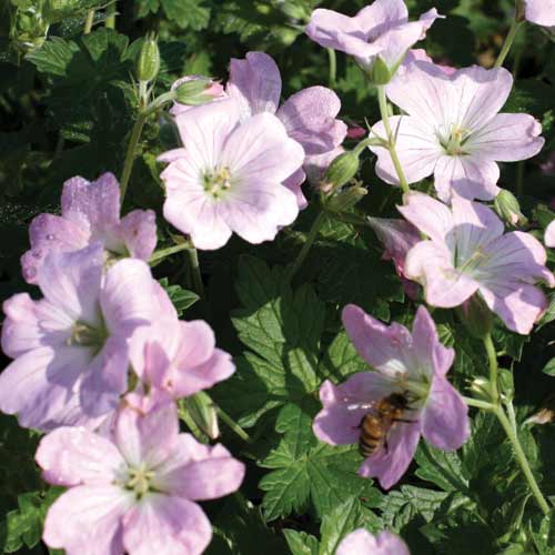 GERANIUM 'Dreamland' ® GERANIUM 'Dreamland' ®