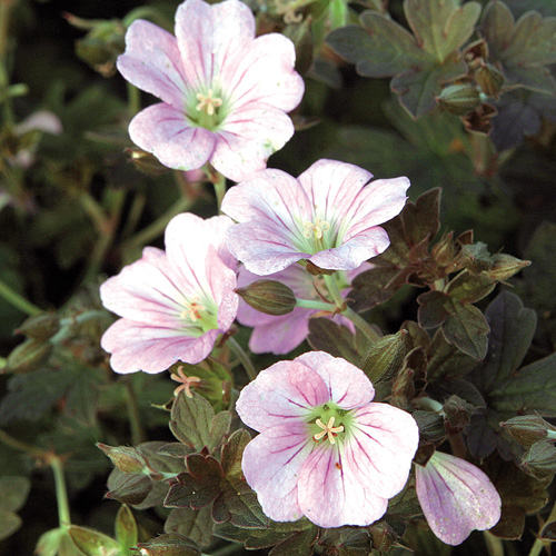 GERANIUM 'Dusky Crûg' GERANIUM 'Dusky Crûg'