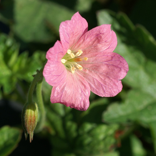 GERANIUM endressii 'Wargrave Pink' GERANIUM endressii 'Wargrave Pink'
