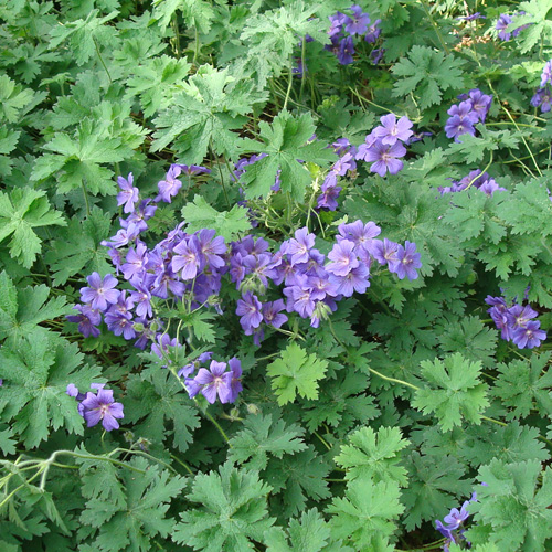 GERANIUM magnificum (platypetalum) GERANIUM magnificum (platypetalum)
