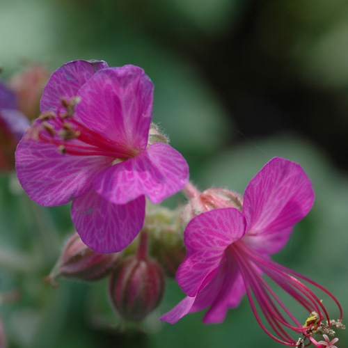 GERANIUM macrorrhizum 'Velebit' (Purpurrot) GERANIUM macrorrhizum 'Velebit' (Purpurrot)