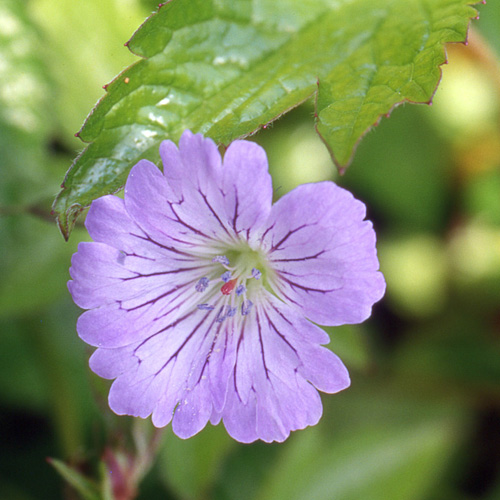 GERANIUM nodosum GERANIUM nodosum