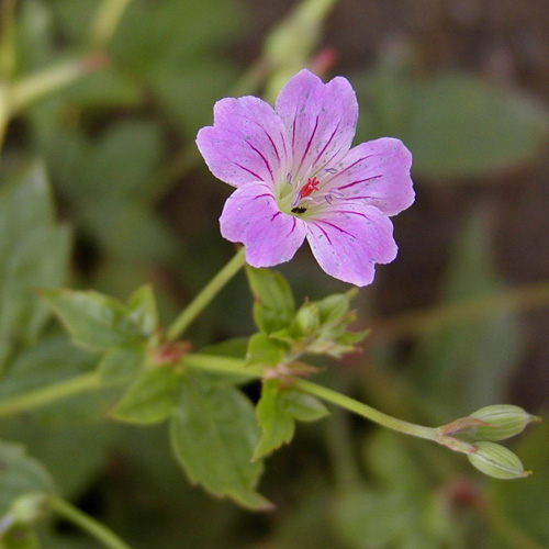 GERANIUM nodosum GERANIUM nodosum