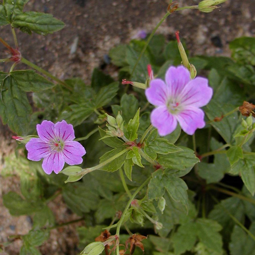GERANIUM nodosum GERANIUM nodosum
