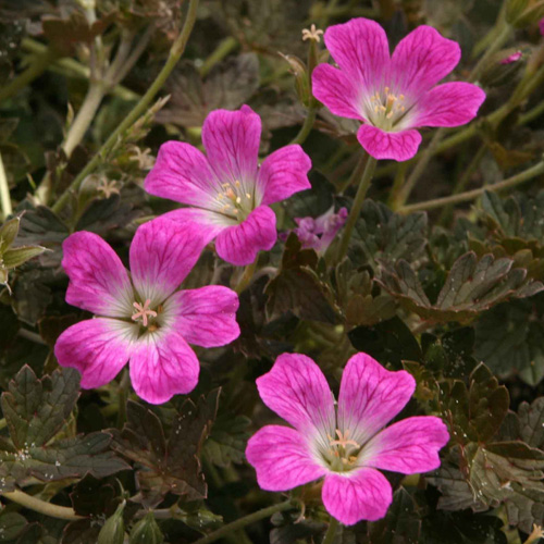 GERANIUM 'Orkney Cherry' GERANIUM 'Orkney Cherry'