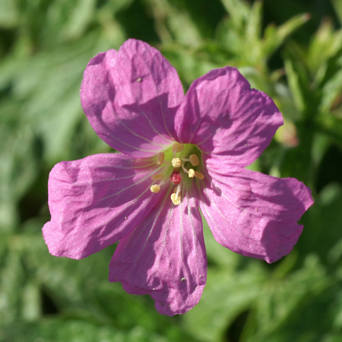GERANIUM oxonianum 'Rosenlicht' GERANIUM oxonianum 'Rosenlicht'