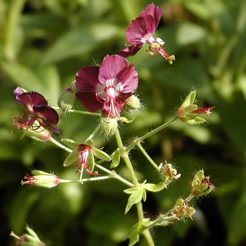 GERANIUM phaeum GERANIUM phaeum