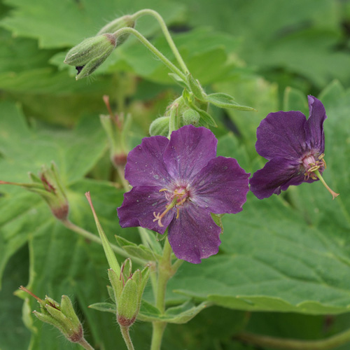 GERANIUM phaeum GERANIUM phaeum