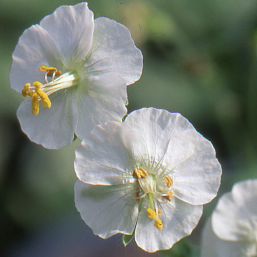 GERANIUM phaeum 'Album' GERANIUM phaeum 'Album'