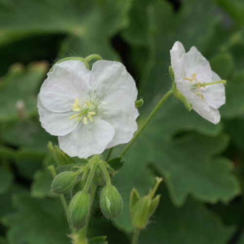 GERANIUM phaeum 'Album' GERANIUM phaeum 'Album'