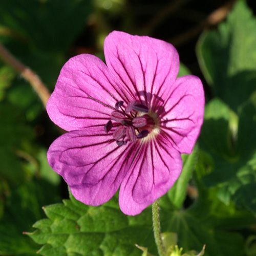 GERANIUM 'Pink Penny' GERANIUM 'Pink Penny'