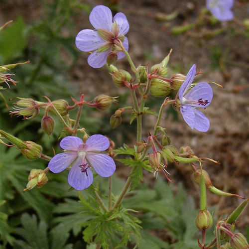 GERANIUM pratense 'Mrs Kendall Clark' GERANIUM pratense 'Mrs Kendall Clark'