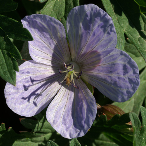 GERANIUM pratense 'Mrs Kendall Clark' GERANIUM pratense 'Mrs Kendall Clark'