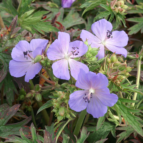 GERANIUM pratense 'New Dimension' GERANIUM pratense 'New Dimension'