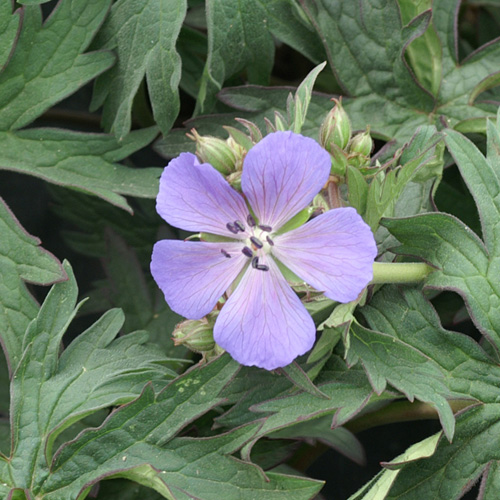 GERANIUM pratense 'New Dimension' GERANIUM pratense 'New Dimension'