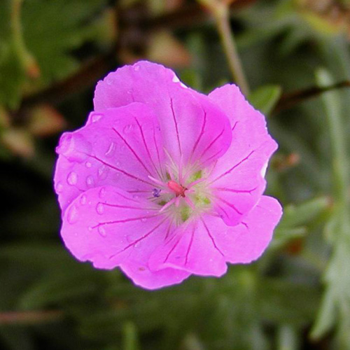 GERANIUM sanguineum 'Inverness' GERANIUM sanguineum 'Inverness'