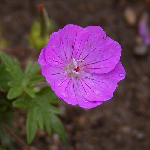 GERANIUM sanguineum 'Inverness' GERANIUM sanguineum 'Inverness'