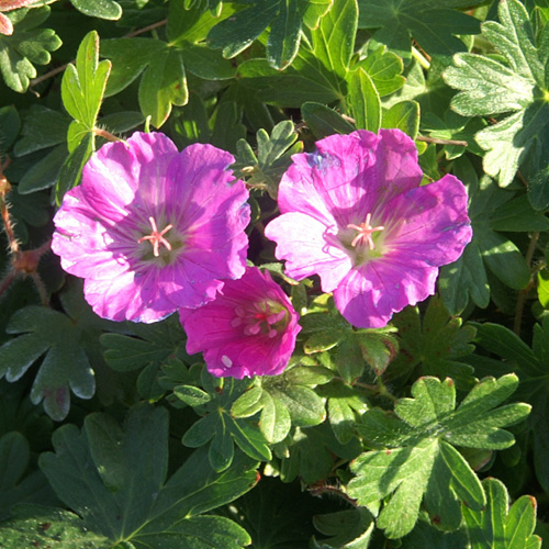 GERANIUM sanguineum 'Max Frei' GERANIUM sanguineum 'Max Frei'
