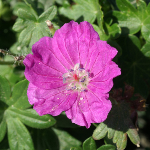 GERANIUM sanguineum 'Max Frei' GERANIUM sanguineum 'Max Frei'