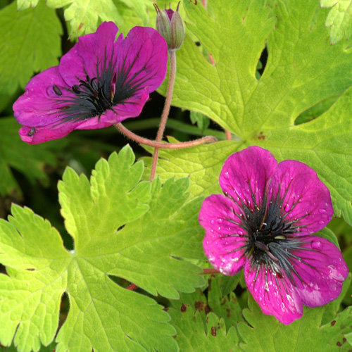 GERANIUM 'Sandrine' ® GERANIUM 'Sandrine' ®