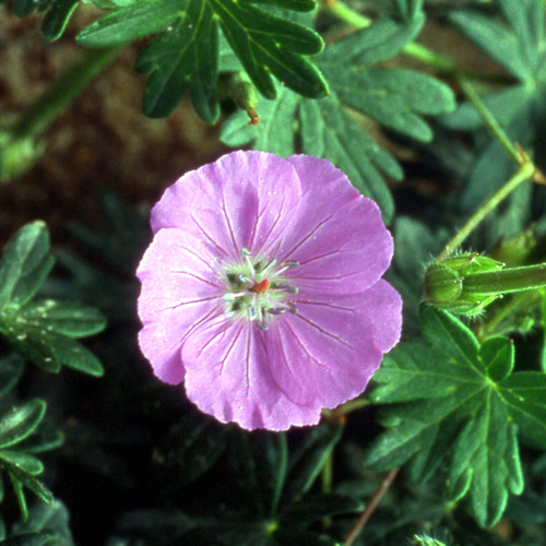 GERANIUM sanguineum GERANIUM sanguineum