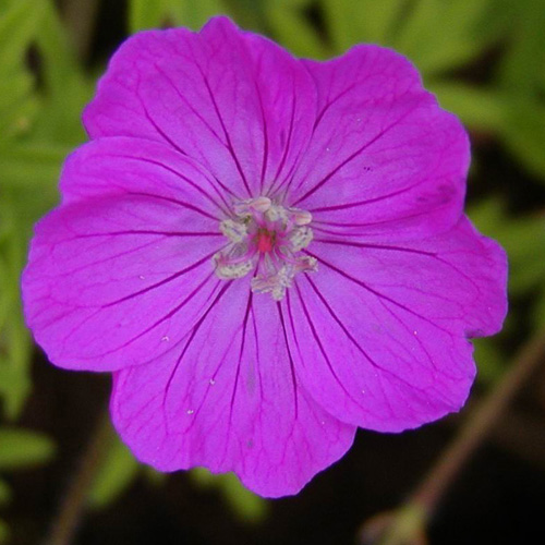 GERANIUM sanguineum GERANIUM sanguineum