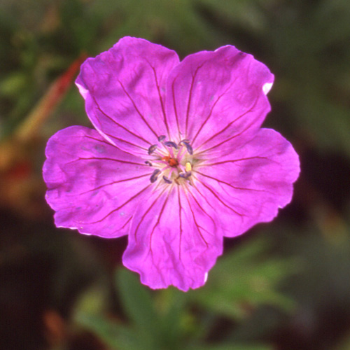 GERANIUM sanguineum 'Vision' GERANIUM sanguineum 'Vision'