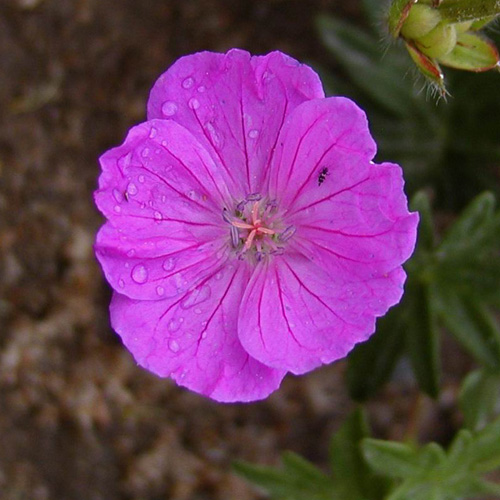 GERANIUM sanguineum 'Vision' GERANIUM sanguineum 'Vision'