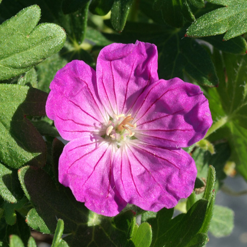 GERANIUM sanguineum 'Vision' GERANIUM sanguineum 'Vision'