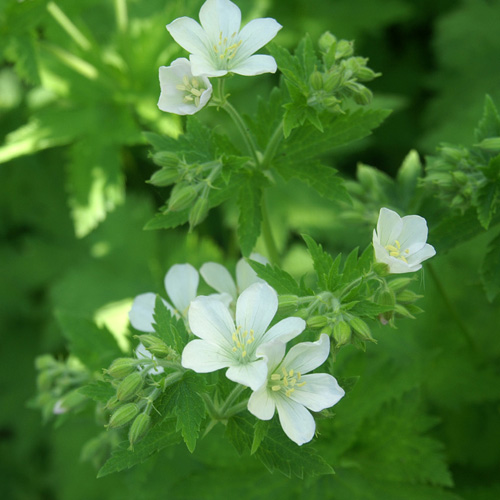 GERANIUM sylvaticum 'Album' GERANIUM sylvaticum 'Album'
