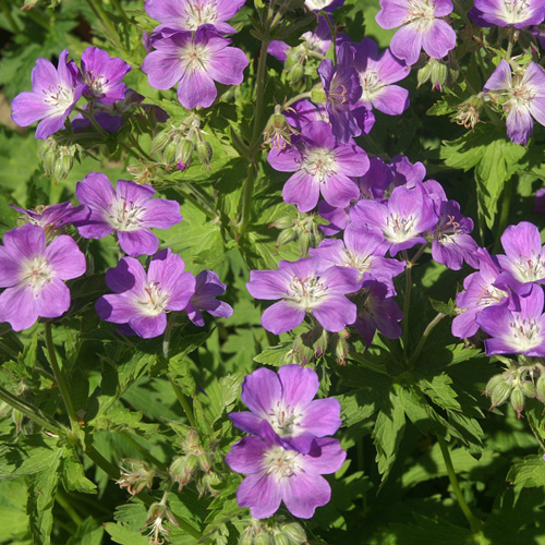 GERANIUM sylvaticum 'Mayflower' GERANIUM sylvaticum 'Mayflower'