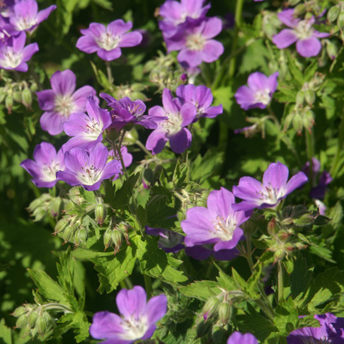 GERANIUM sylvaticum 'Mayflower' GERANIUM sylvaticum 'Mayflower'