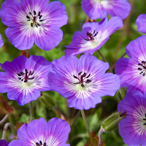GERANIUM wallichianum 'Rise and shine' ® GERANIUM wallichianum 'Rise and shine' ®