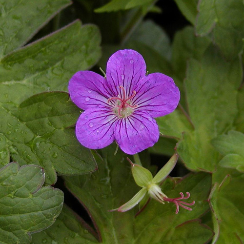 GERANIUM wlassovianum GERANIUM wlassovianum