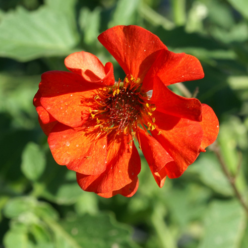 GEUM coccineum 'Red Wings' GEUM coccineum 'Red Wings'