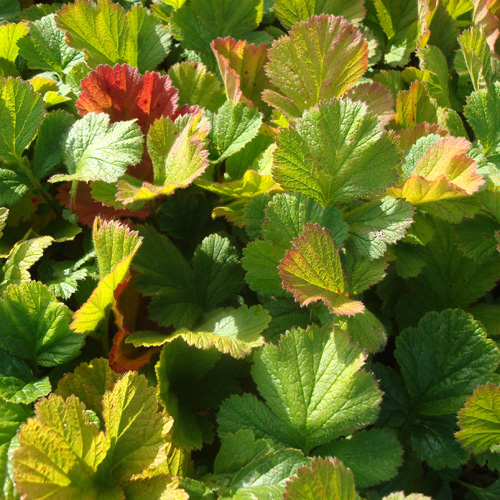 GEUM rivale 'Album' GEUM rivale 'Album'
