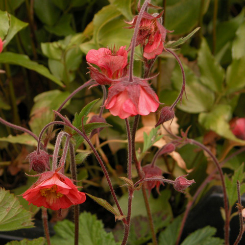 GEUM rivale 'Leonard's Variety' GEUM rivale 'Leonard's Variety'