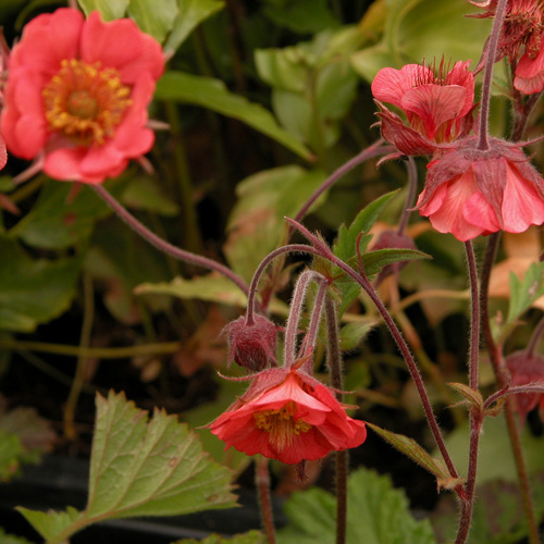 GEUM rivale 'Leonard's Variety' GEUM rivale 'Leonard's Variety'