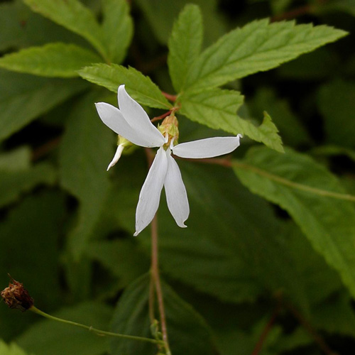 GILLENIA trifoliata GILLENIA trifoliata