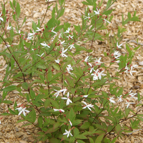GILLENIA trifoliata GILLENIA trifoliata