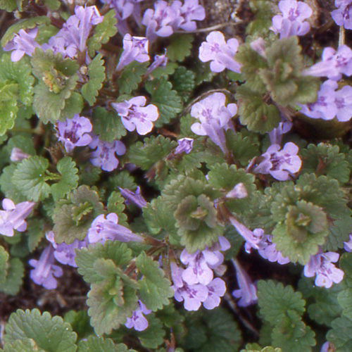 GLECHOMA hederacea GLECHOMA hederacea