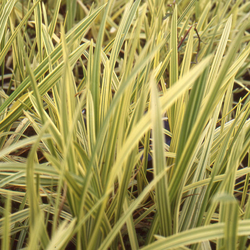 GLYCERIA maxima (aquatica) 'Variegata' GLYCERIA maxima (aquatica) 'Variegata'
